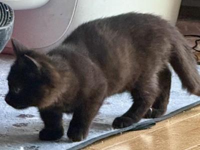 Munchkin - Scottish Fold - Gallery Photo #1