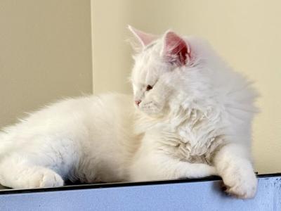 Siberian Neva Masquerade Kittens - Siberian - Gallery Photo #1