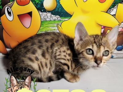 F4 Savannah Female Misty - Savannah - Gallery Photo #1