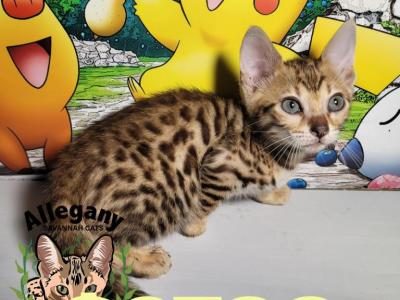 F4 Savannah Female Pikachu - Savannah - Gallery Photo #1