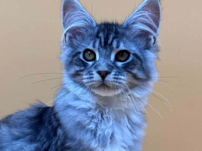 Fernando - Maine Coon - Gallery Photo #1