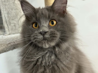 Forest - Maine Coon - Gallery Photo #1