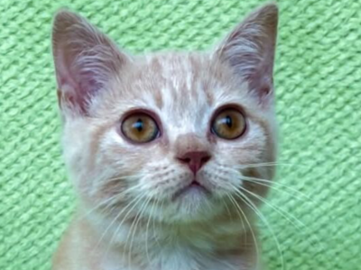 Yukito - British Shorthair - Gallery Photo #1