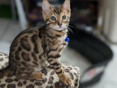 Topaz - Bengal - Gallery Photo #1