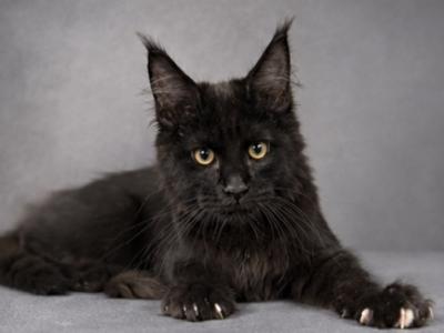Nemo - Maine Coon - Gallery Photo #1