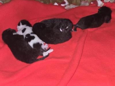Kantu's Kitties - Domestic - Gallery Photo #1