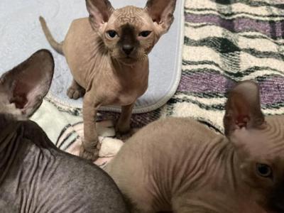 Luna Litter - Sphynx - Gallery Photo #1