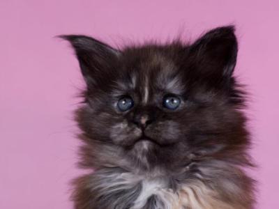 Chardonnay From Ukraine - Maine Coon - Gallery Photo #1