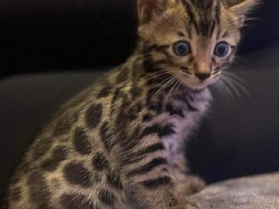 Roy - Bengal - Gallery Photo #1