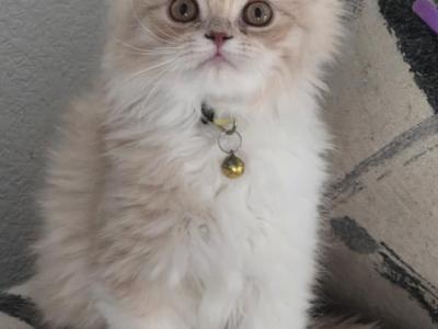 2 Males - Persian - Gallery Photo #1