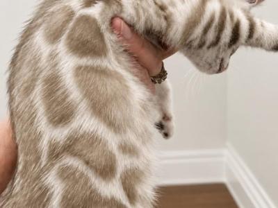 Silver Mink Male - Bengal - Gallery Photo #1