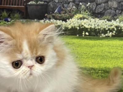 Walter - Persian - Gallery Photo #1