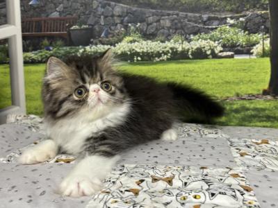 Maisie - Persian - Gallery Photo #1