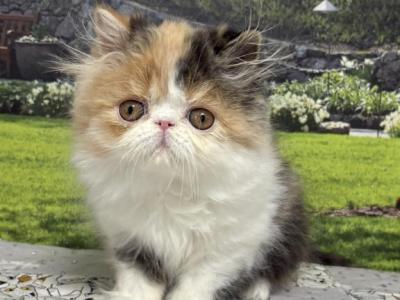 Gaby - Persian - Gallery Photo #1