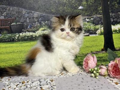 Tilly - Persian - Gallery Photo #1
