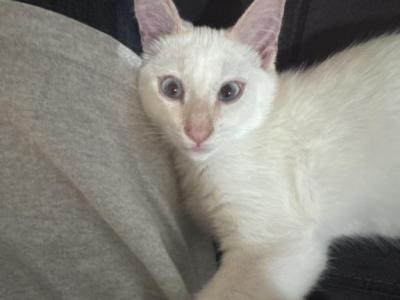 Flame Point Siamese - Siamese - Gallery Photo #1