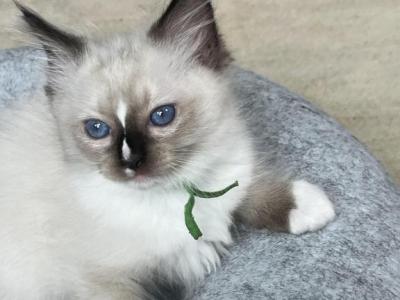 RESERVED Mitted Seal Pt M - Ragdoll - Gallery Photo #1