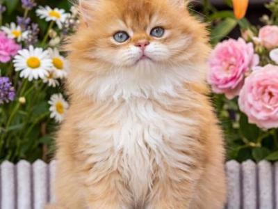 British Shorthair Male Golden Shaded - British Shorthair - Gallery Photo #1