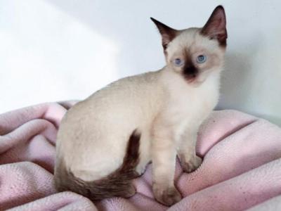 Uno - Siamese - Gallery Photo #1