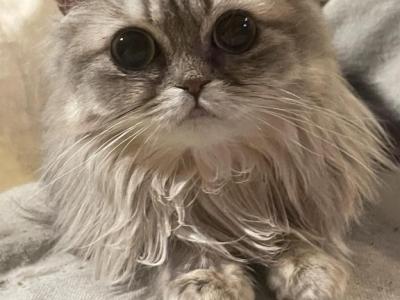 Miki British Longhair And Devon Rex - Devon Rex - Gallery Photo #1