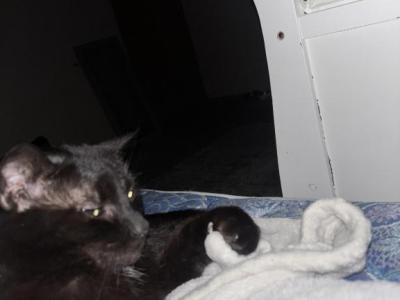 Mozzy - American Shorthair - Gallery Photo #1