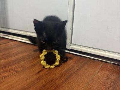 Four Black Kittens - Domestic - Gallery Photo #1