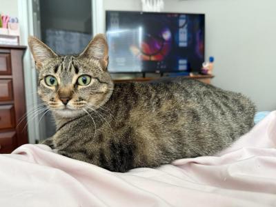 Bagel - American Shorthair - Gallery Photo #1