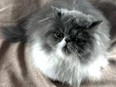 Gabby - Persian - Gallery Photo #1