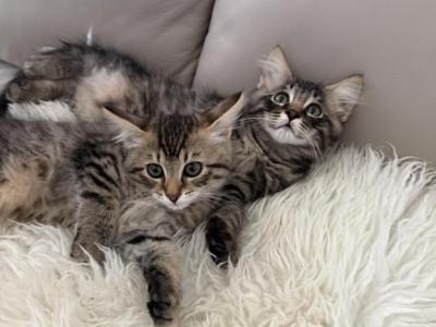 American Bobtail - American Bobtail - Gallery Photo #1
