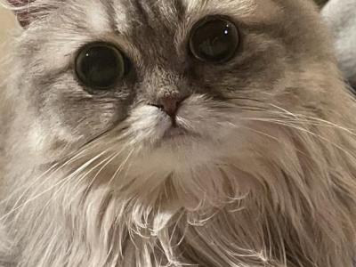 Miki - Persian - Gallery Photo #1