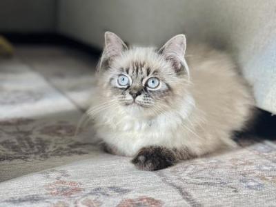 Toffee - Himalayan - Gallery Photo #1
