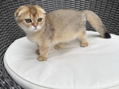 Seraphina Imported From European Bloodlines - Munchkin - Gallery Photo #1