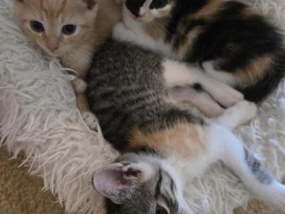 Half Siamese SALE Ready Now - American Shorthair - Gallery Photo #1