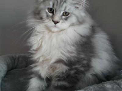 Majestic Raven Maine Coones - Maine Coon - Gallery Photo #1