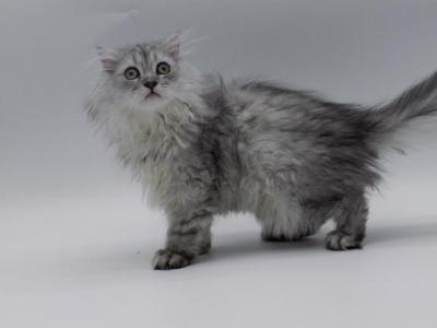 Blue Spotted Scottish Fold Lh - Scottish Fold - Gallery Photo #1