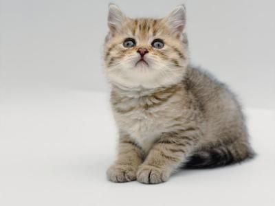 Black Golden Spotted British Shorthair Boy - British Shorthair - Gallery Photo #1