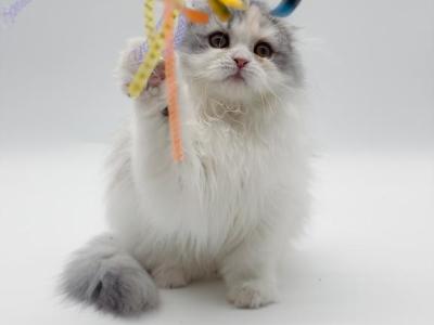 Scottish Fold Longhair Blue Bicolor Girl - Scottish Fold - Gallery Photo #1