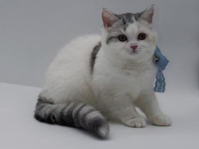 Scottish Straight Dilute Calico Girl - Scottish Straight - Gallery Photo #1