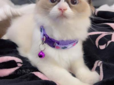 Pure Ragdoll Kittens - Ragdoll - Gallery Photo #1