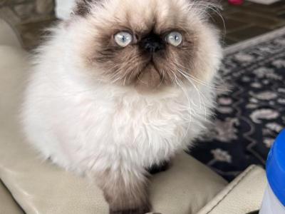 Himalayan Boy - Persian - Gallery Photo #1