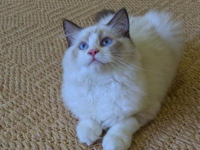 TICA Seal Point Bicolor Ragdoll Kitten Female - Ragdoll - Gallery Photo #1