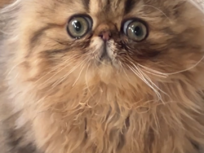 Bao Litter - Persian - Gallery Photo #1