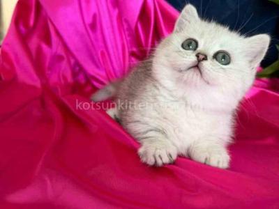 Dream Munchkin Short Legs Silver Shaded Baby Girl - Munchkin - Gallery Photo #1