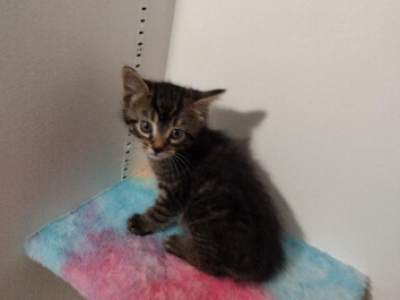 Zeus - Maine Coon - Gallery Photo #1