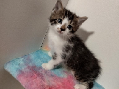 Miles - Maine Coon - Gallery Photo #1