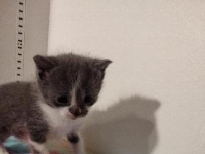 Gary - Domestic - Gallery Photo #1