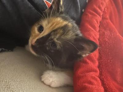Bella - Maine Coon - Gallery Photo #1