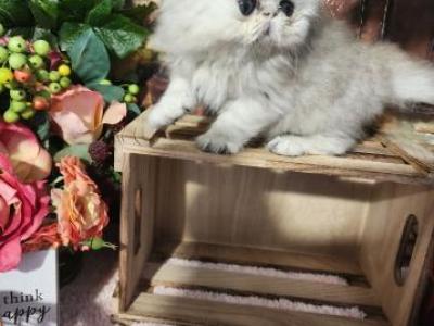 More Pictures - Persian - Gallery Photo #1