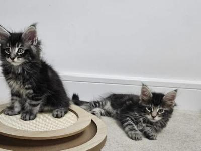 Maine Coon - Maine Coon - Gallery Photo #1