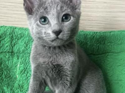 Russian Blue Litter - Russian Blue - Gallery Photo #1